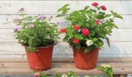 丰台火灾爆料视频大全最新,最新爆料视频大盘点