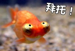 金鱼爆料视频大全最新下载,最新下载集锦一览